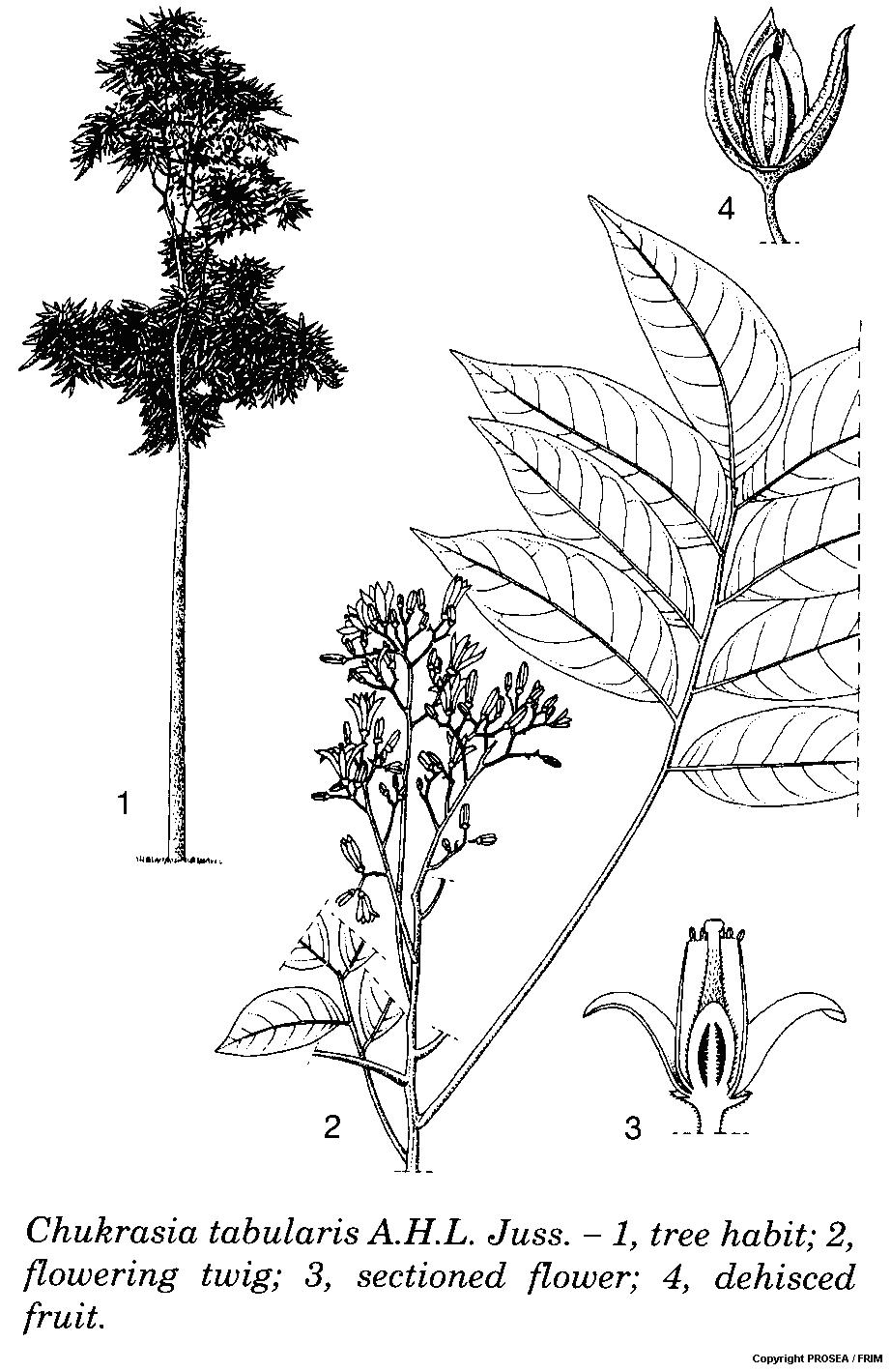 Chukrasia_tabularis