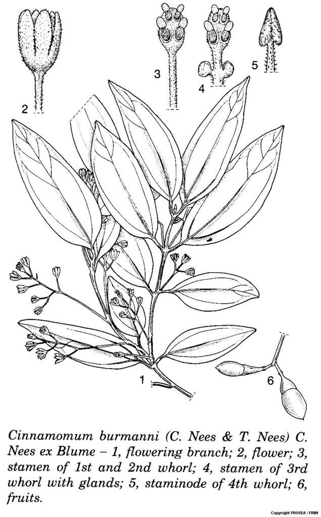 Cinnamomum_burmanni