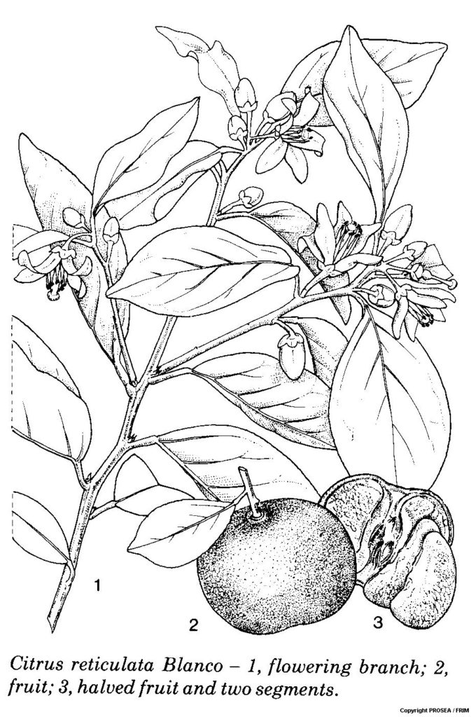 Citrus_reticulata