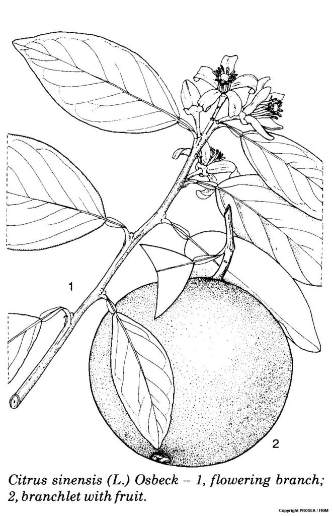 Citrus_sinensis