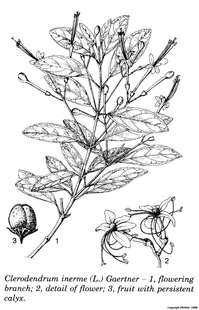 Clerodendrum_inerme