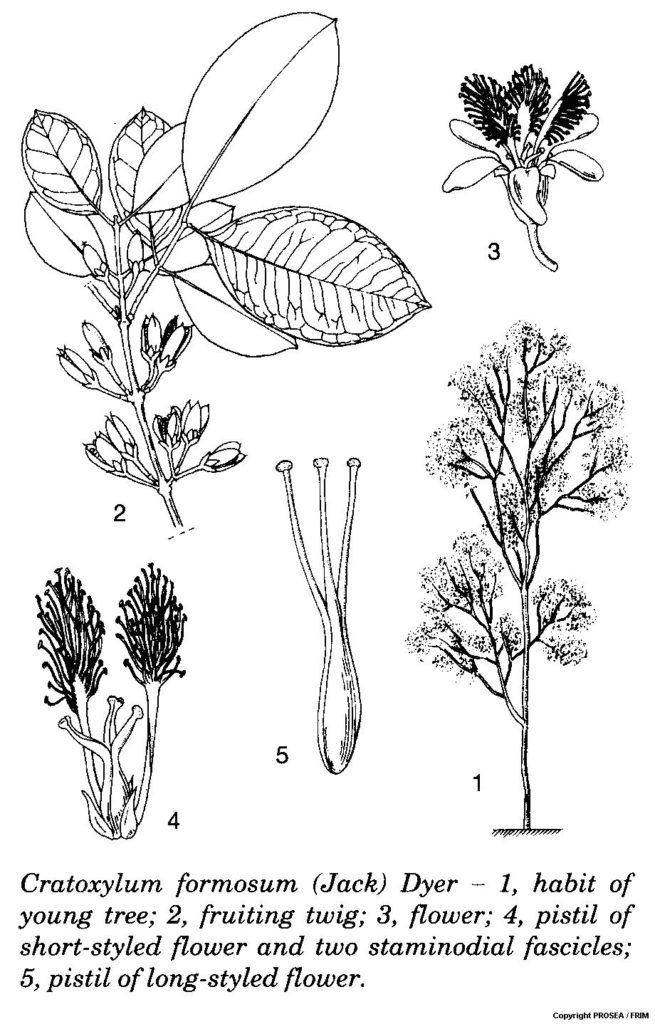 Cratoxylum_formosum