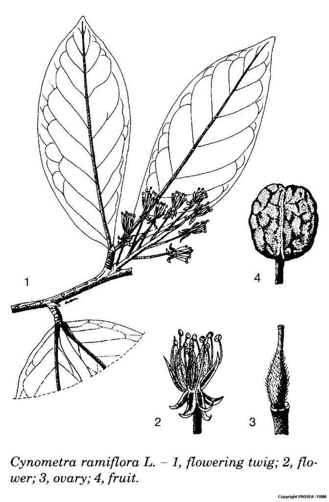 Cynometra_ramiflora