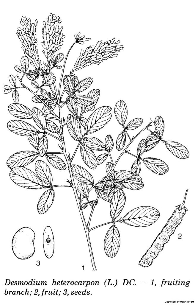 Desmodium_heterocarpon