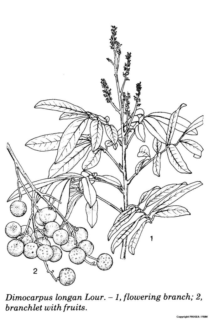 Dimocarpus Longan Lour Globinmed