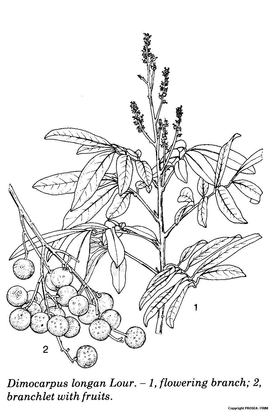 Dimocarpus_longan