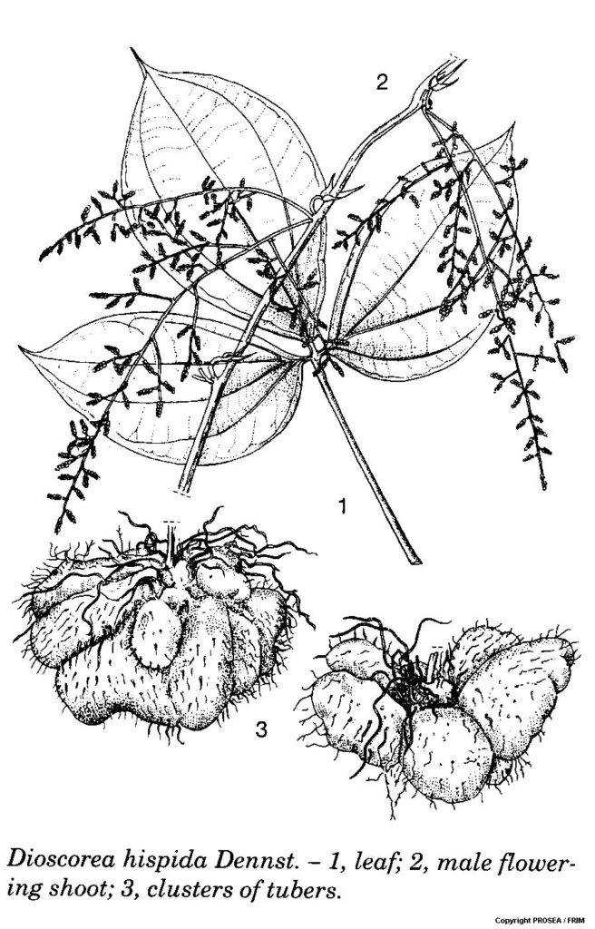 Dioscorea_hispida