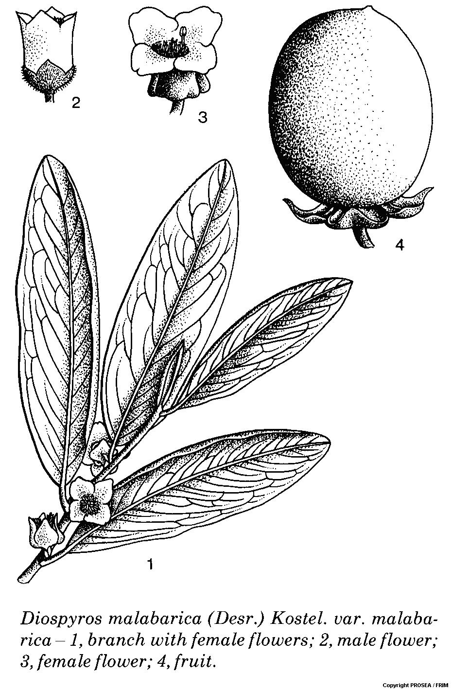 Diospyros_malabarica