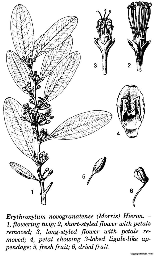 E._novogranatense