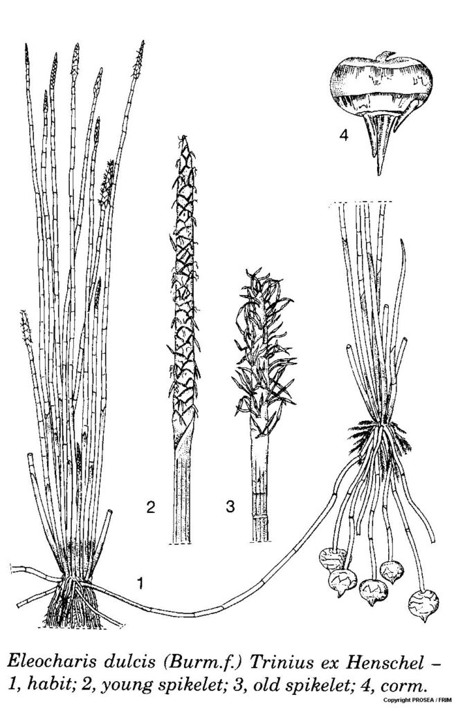 Eleocharis_dulcis