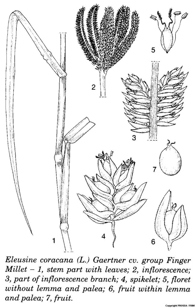 Eleusine_coracana