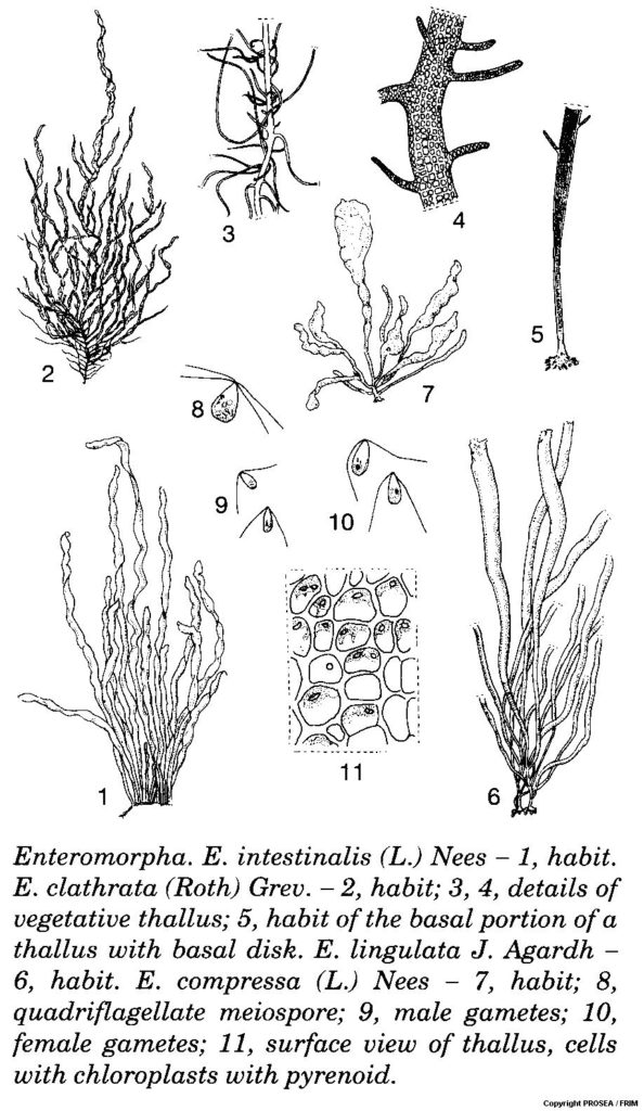 Enteromorpha_intestinalis