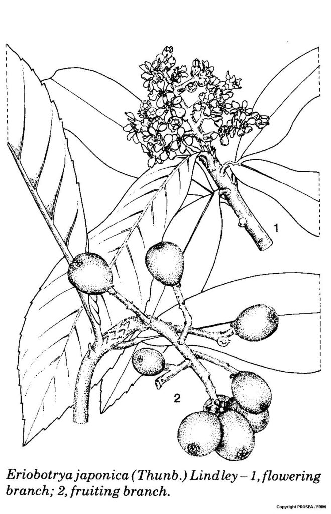 Eriobotrya_japonica