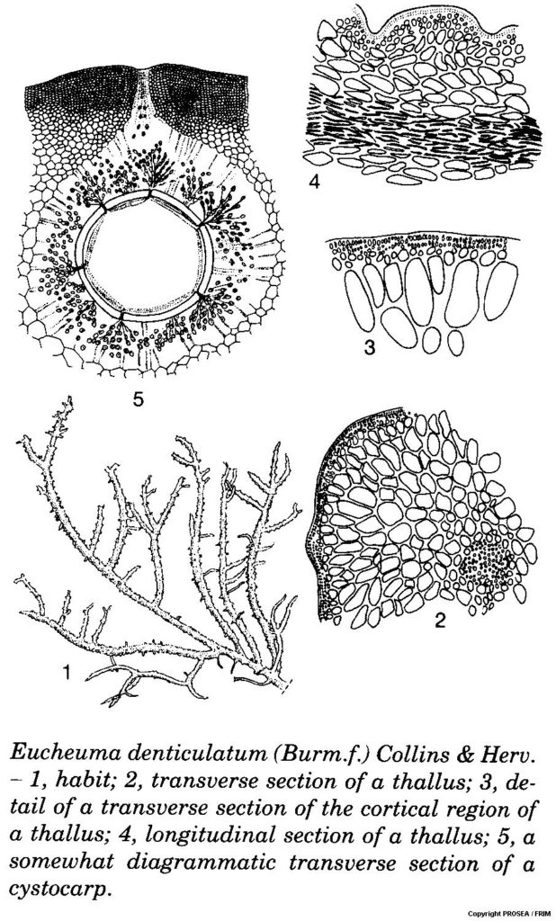 Eucheuma_denticulatum