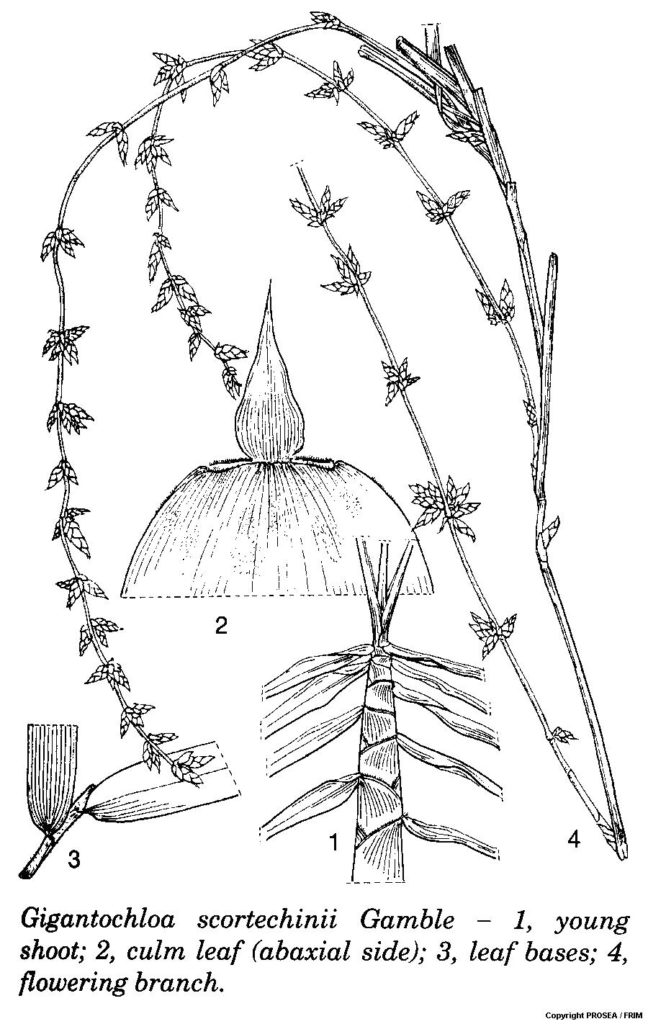 Gigantochloa_scortechinii