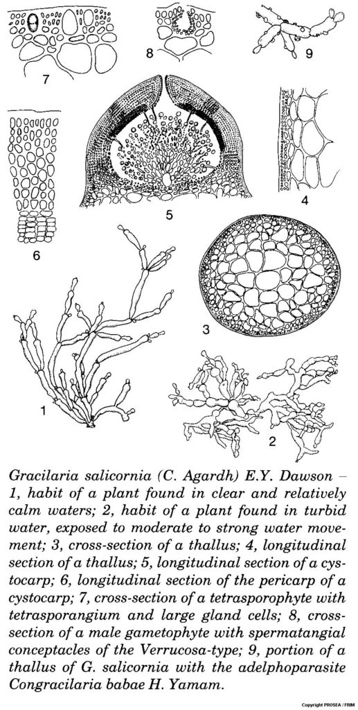 Gracilaria_salicornia