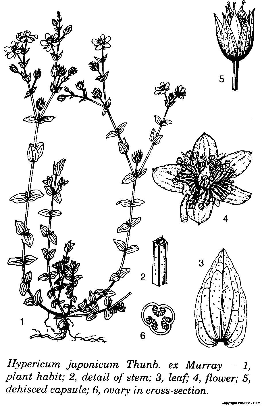 Hypericum_japonicum