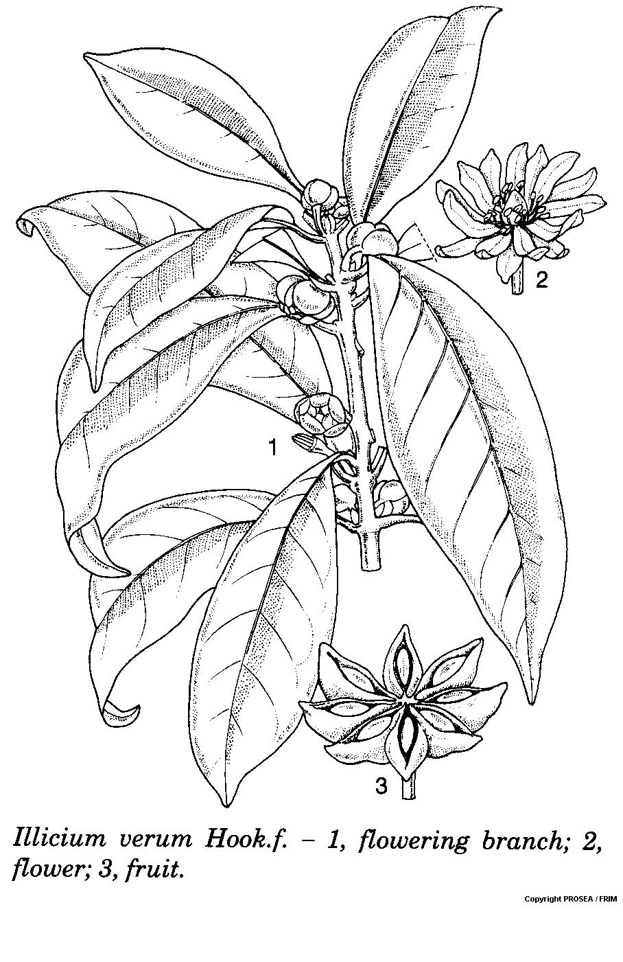 Illicium_verum