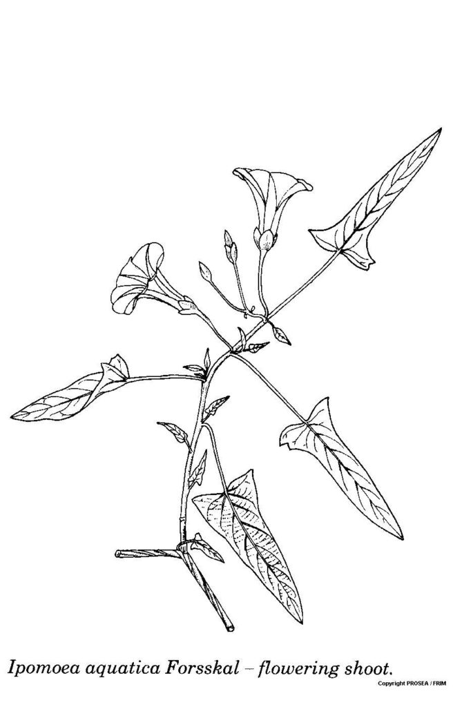 Ipomoea_aquatica