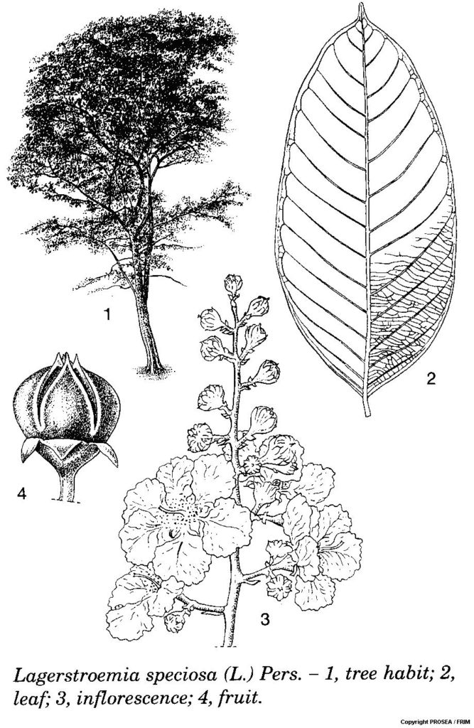 Lagerstroemia_speciosa