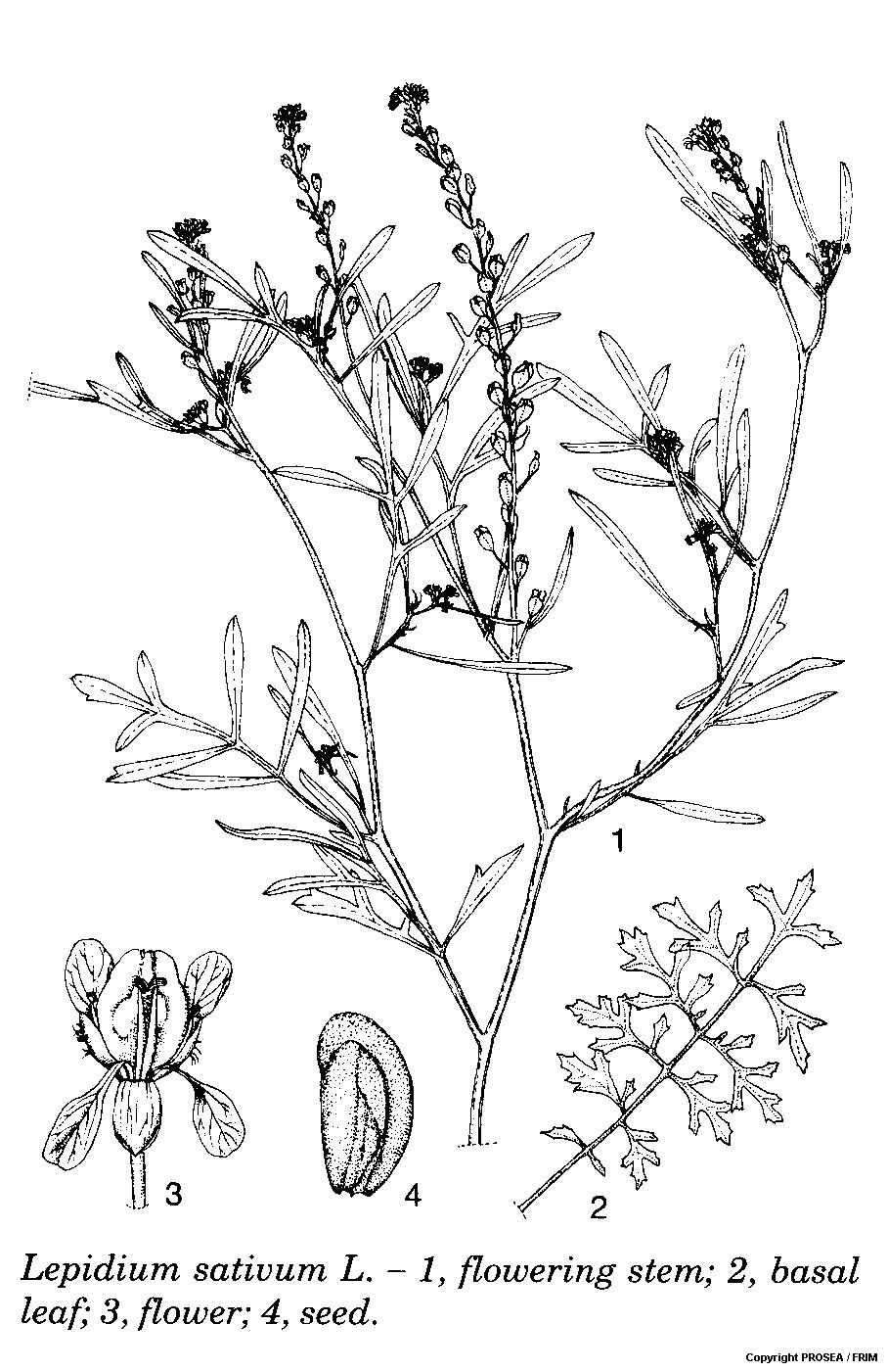 Lepidium_sativum