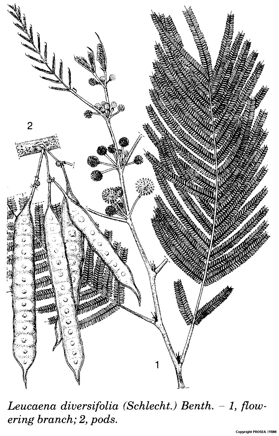 Leucaena_diversifolia