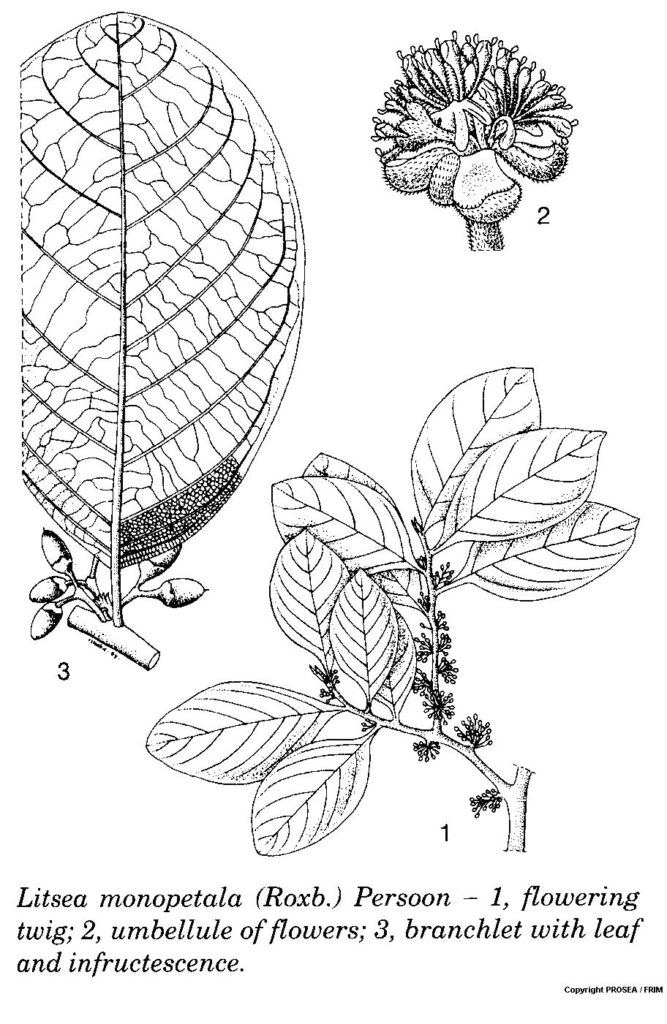 Litsea_monopetala