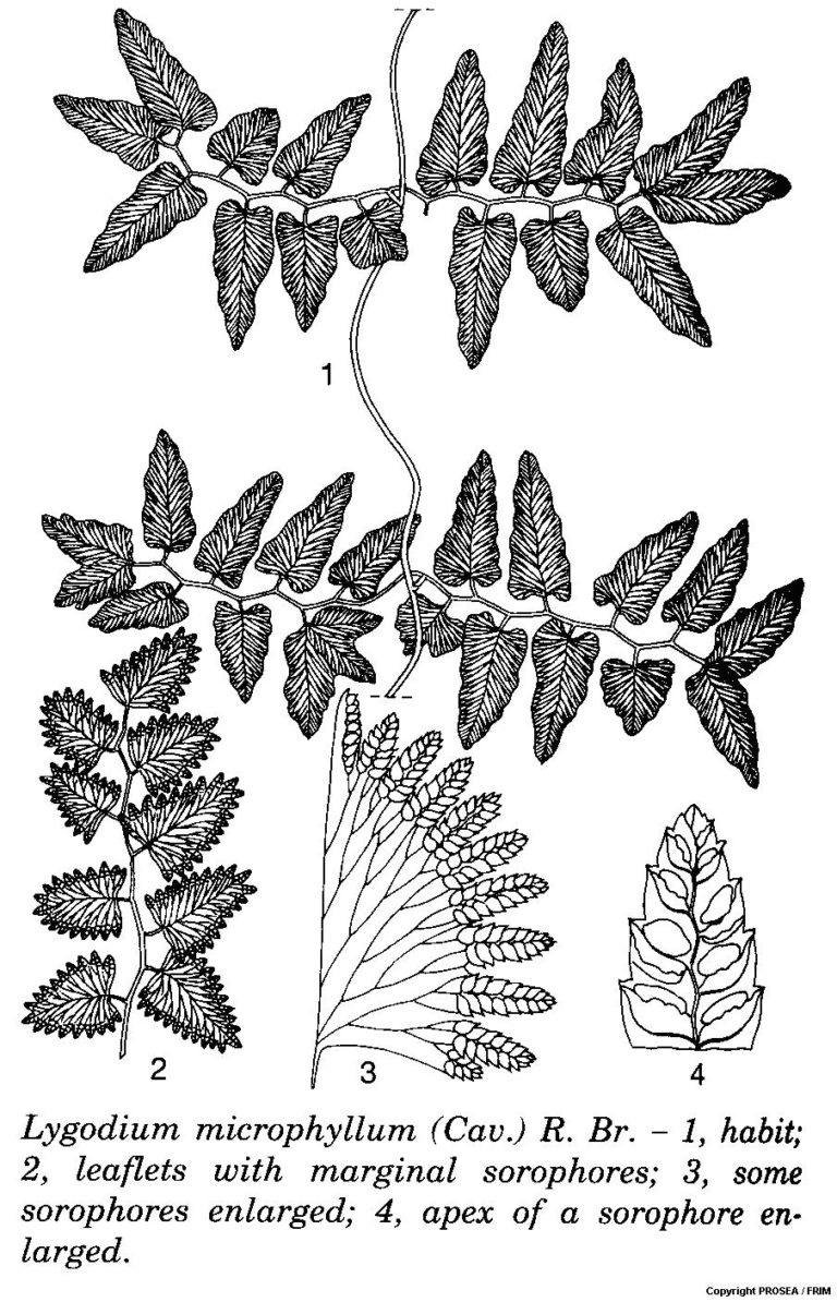 Lygodium microphyllum (Cav.) R. Br. - GlobinMed