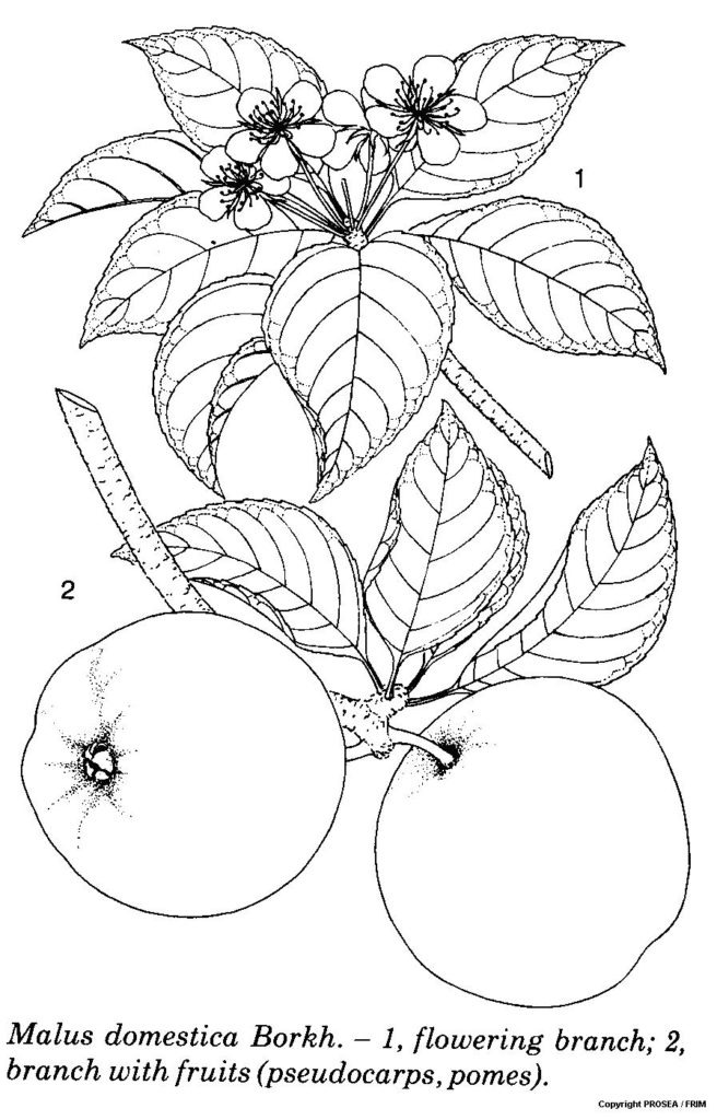 Malus_domestica