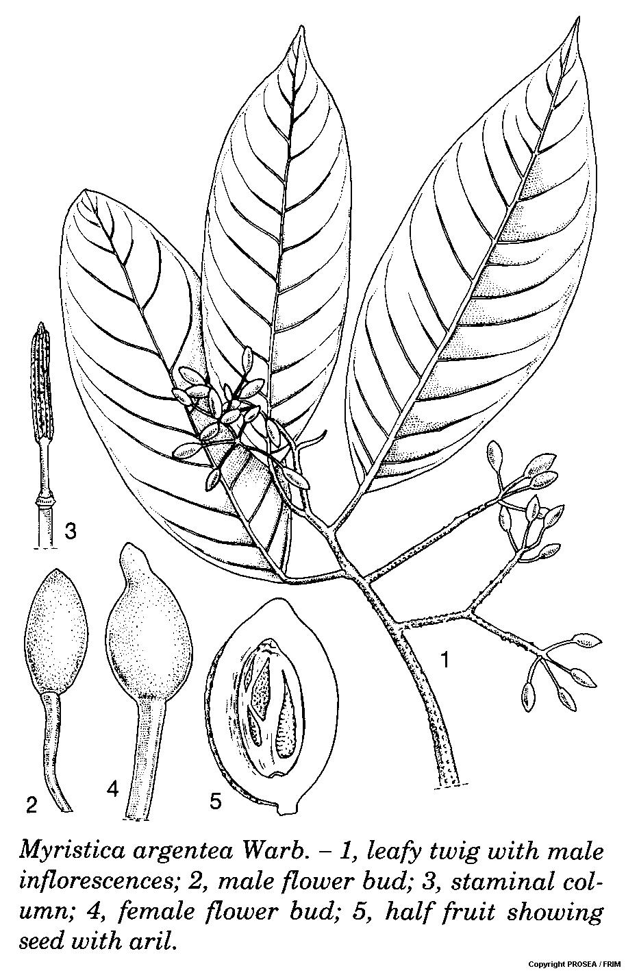 Myristica_argentea