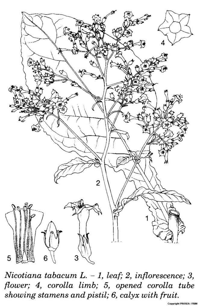 Nicotiana_tabacum