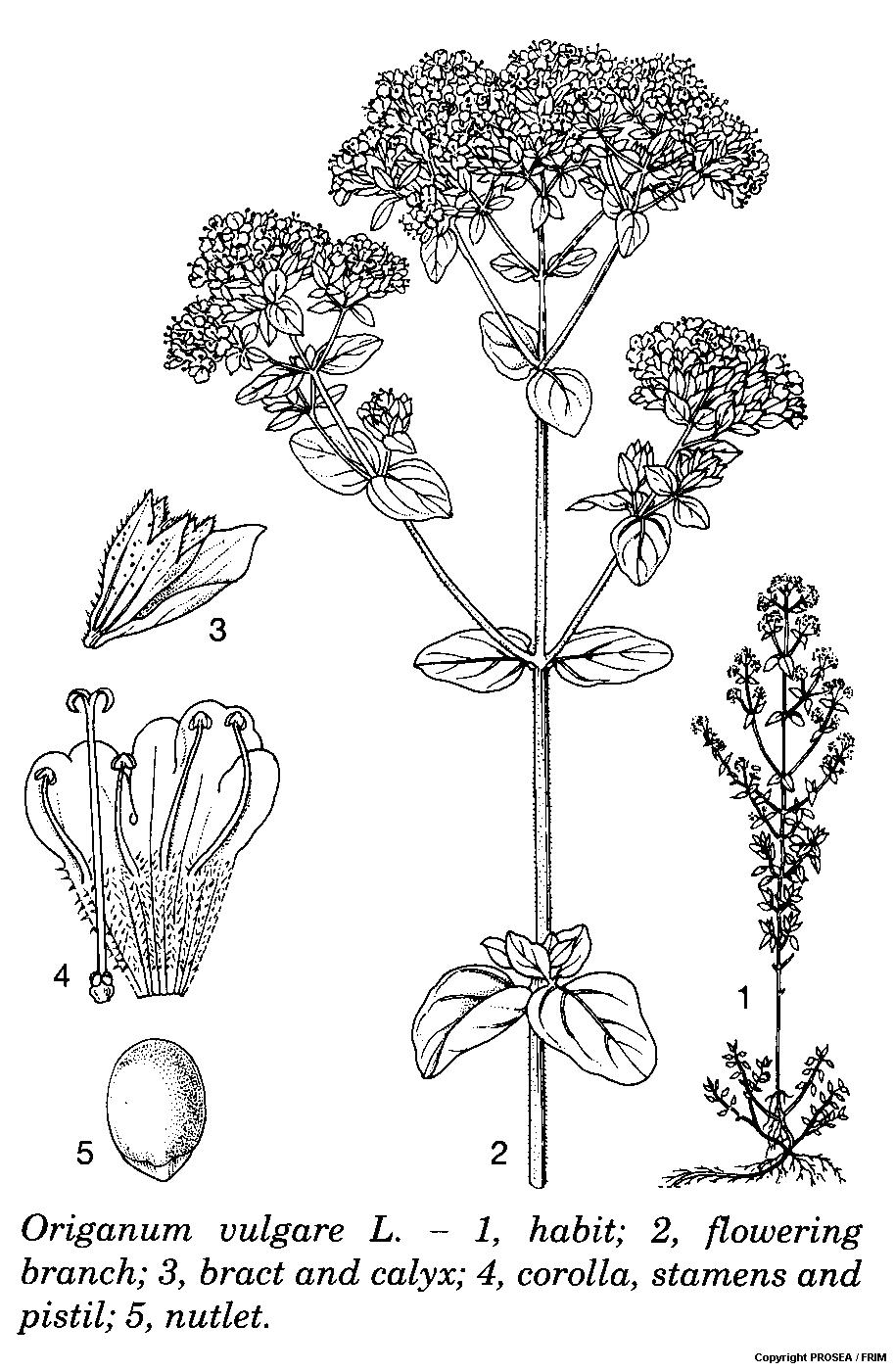 Origanum_vulgare