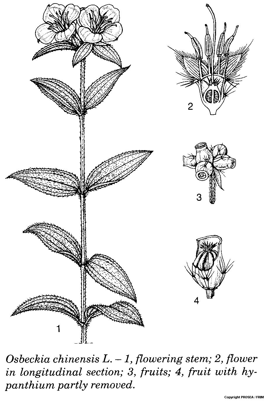 Osbeckia_chinensis