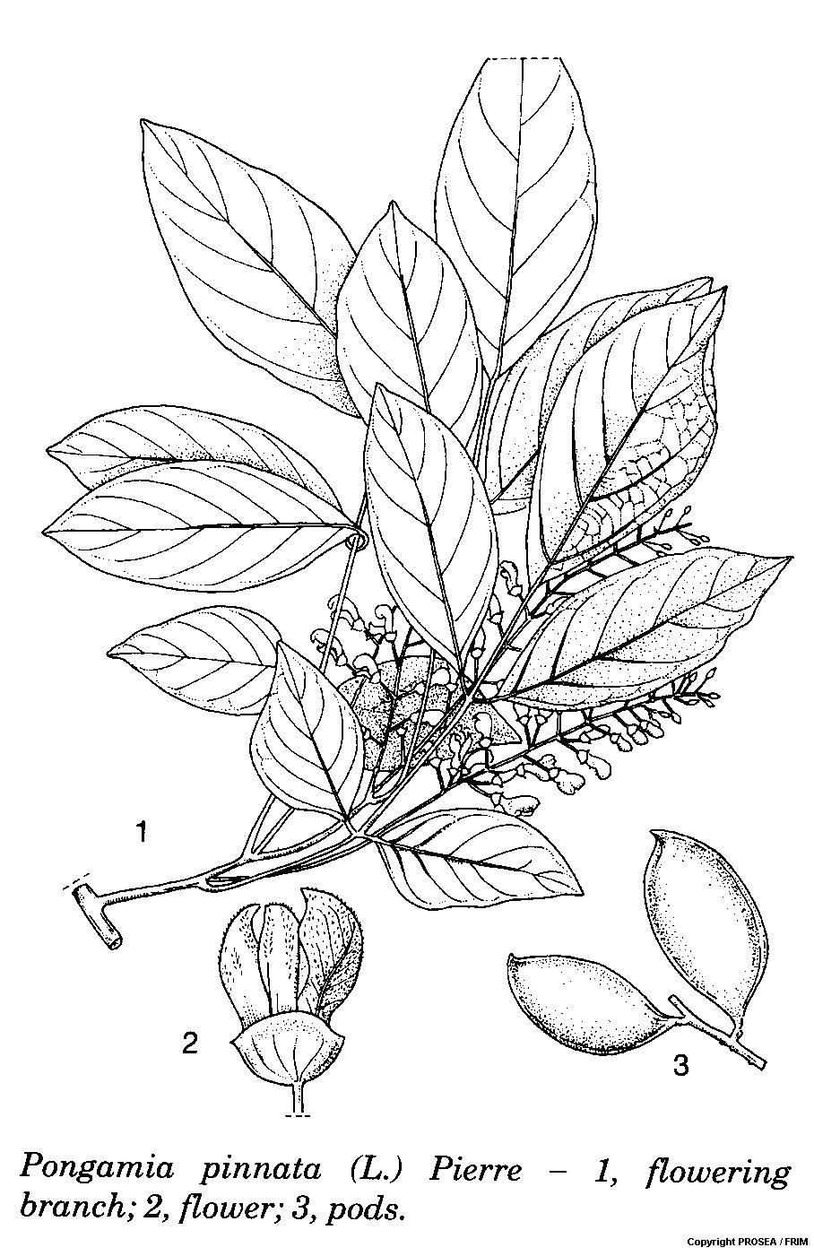 Pongamia Pinnata L Pierre Globinmed