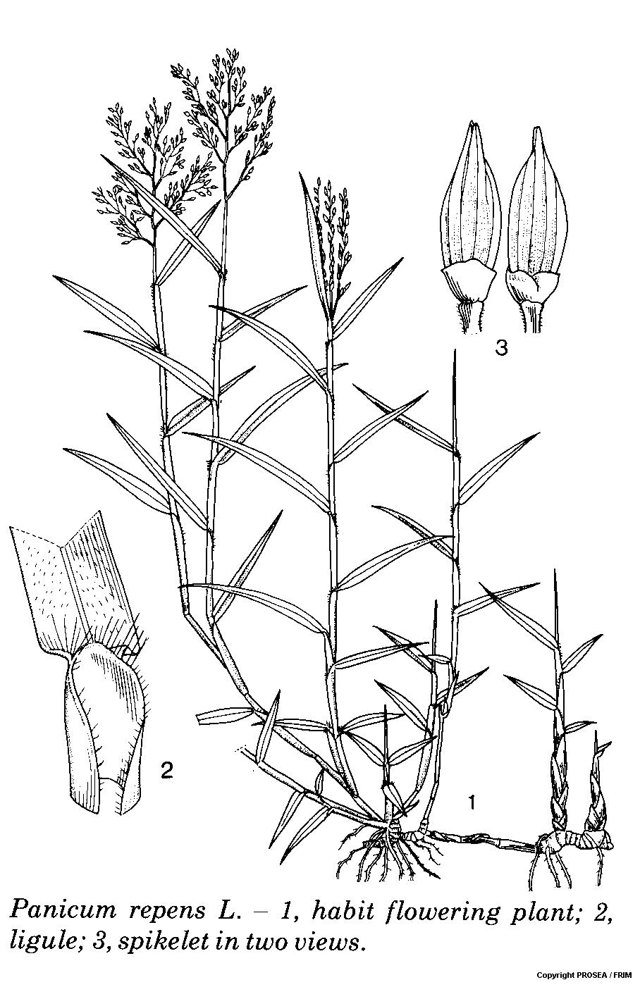 Panicum_repens