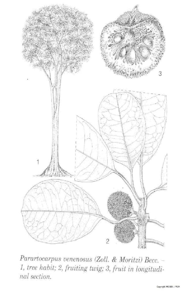 Parartocarpus_venenosus