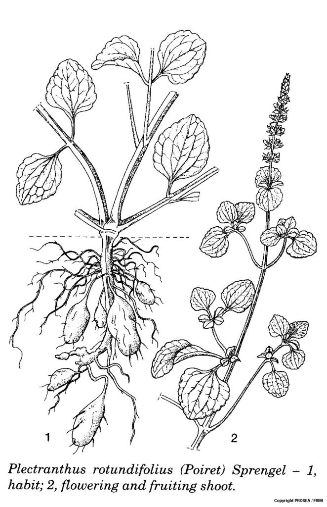 Plectranthus_rotundifolius