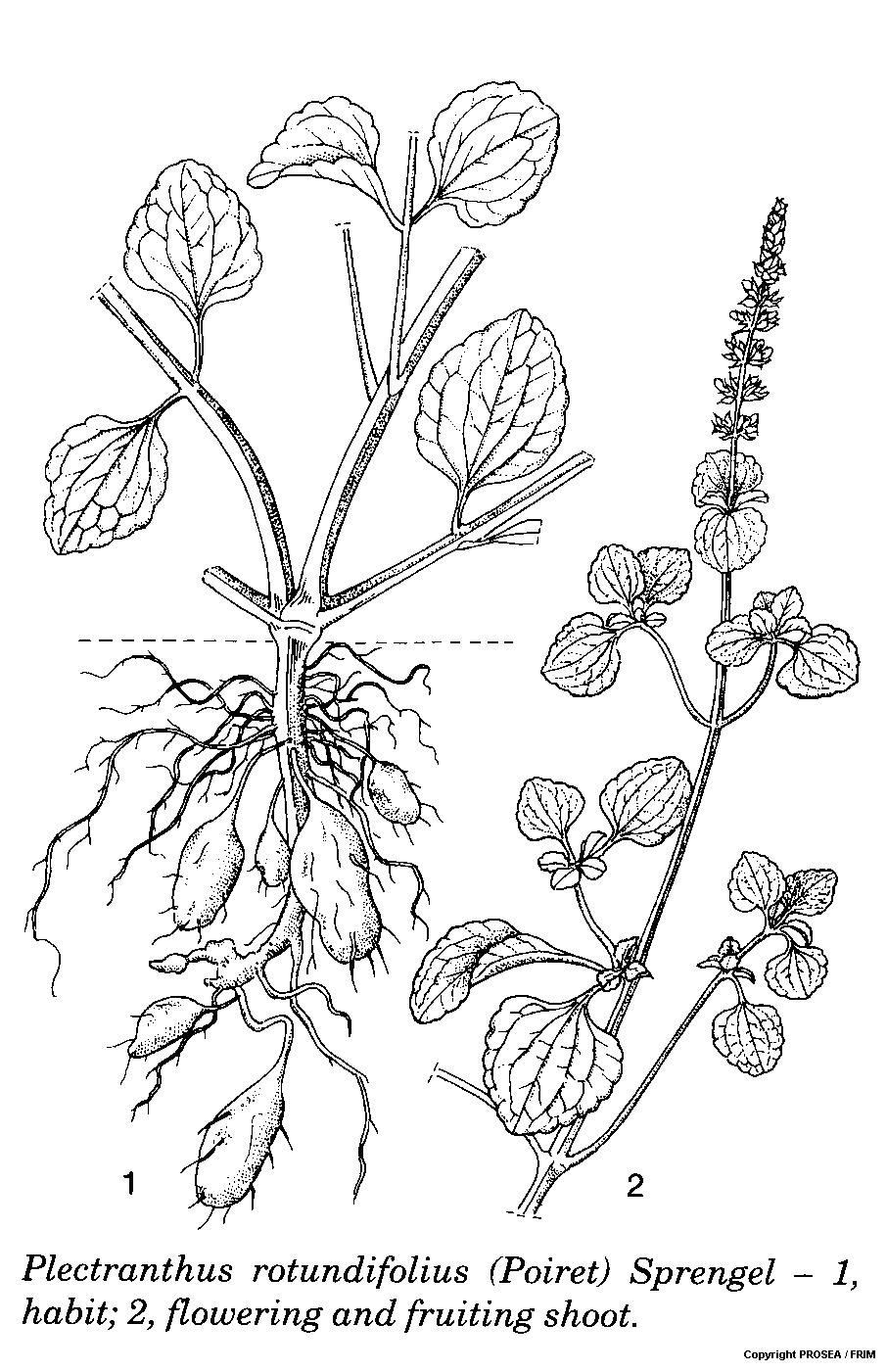 Plectranthus_rotundifolius