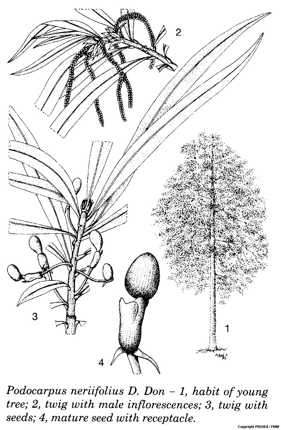 Podocarpus_neriifolius