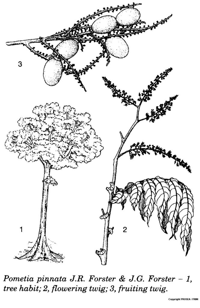 Pometia_pinnata