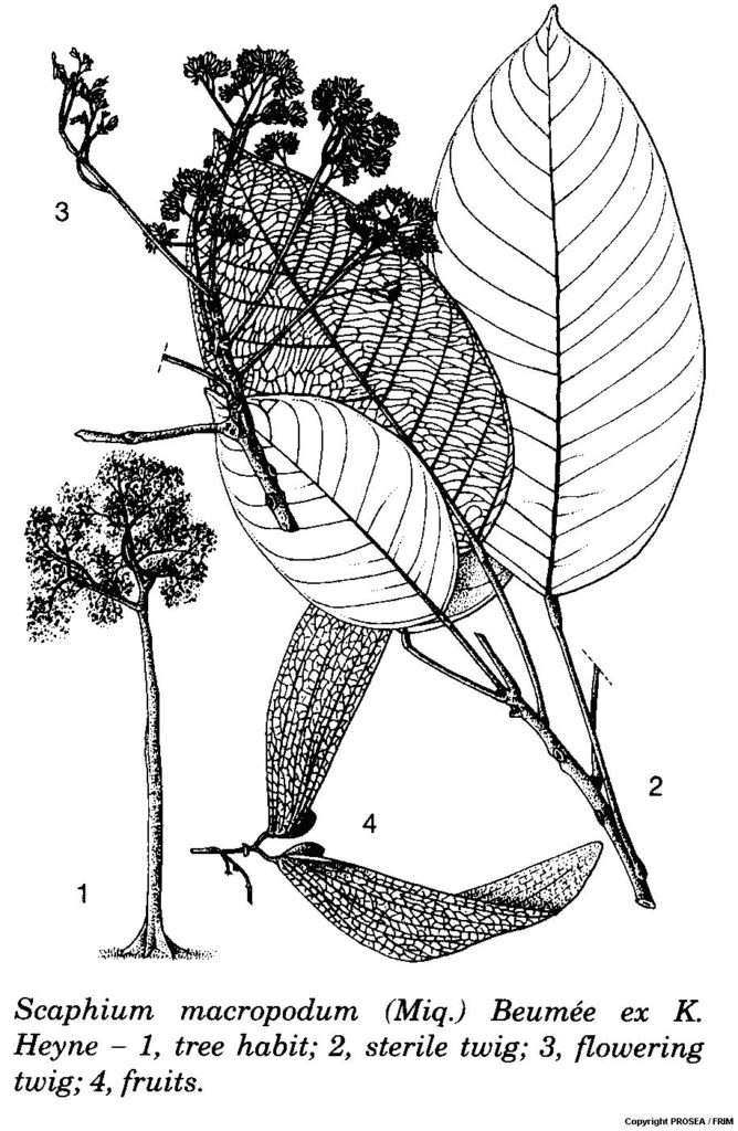 Scaphium_macropodum