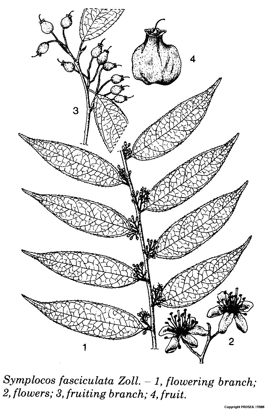 Symplocos_fasciculata