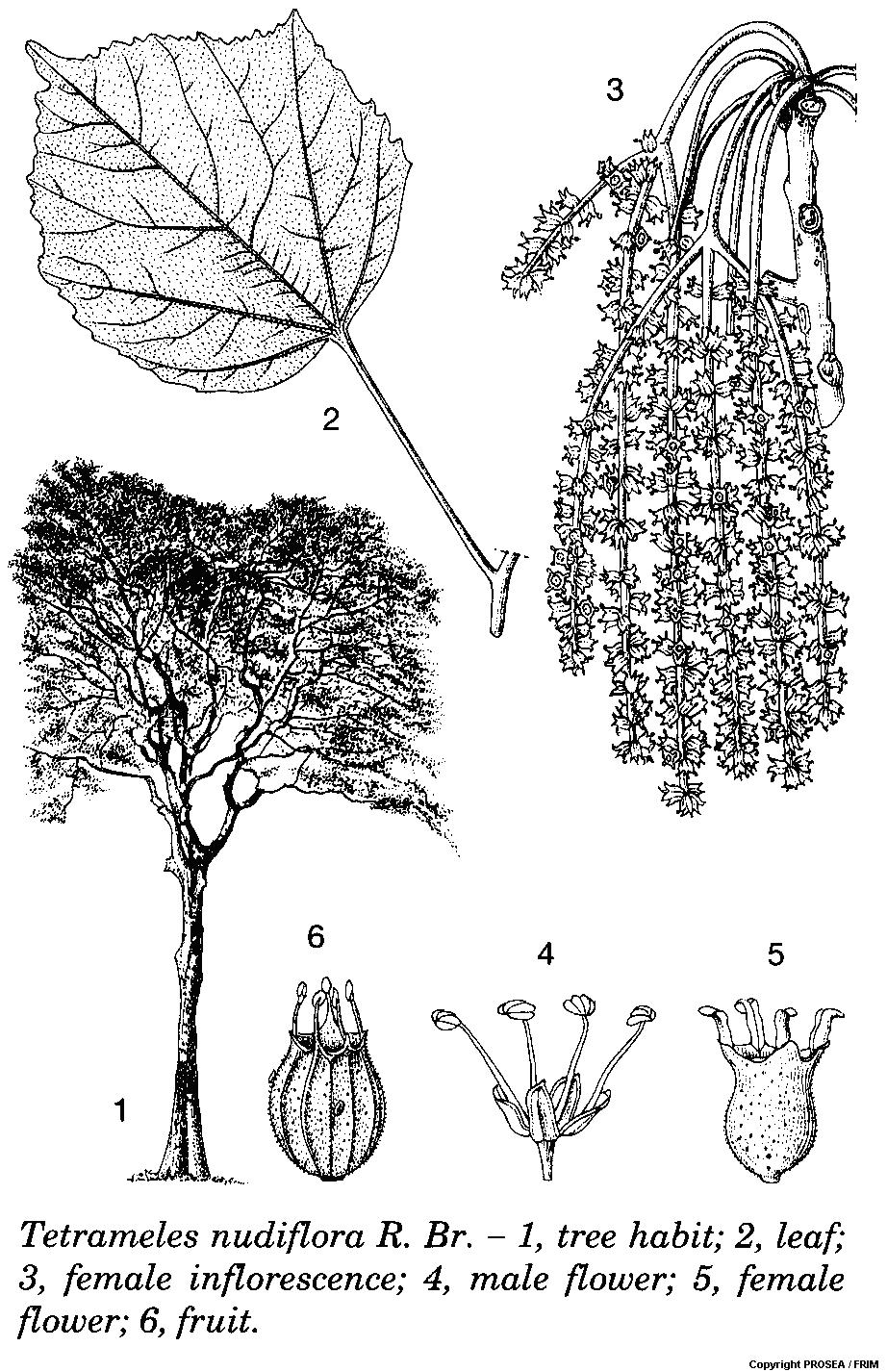 Tetrameles_nudiflora