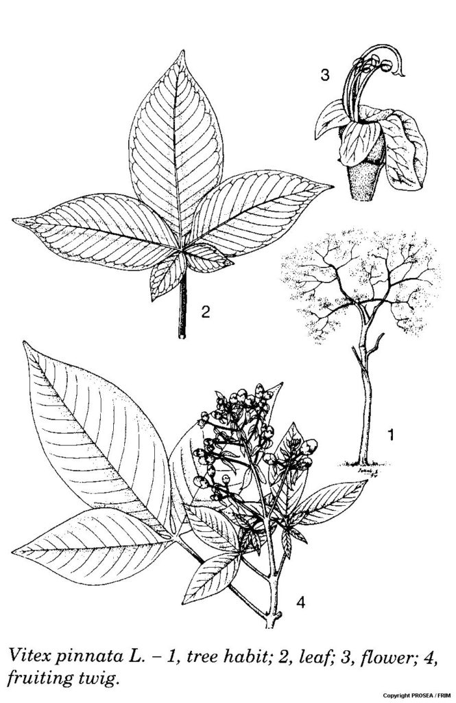 Vitex_pinnata