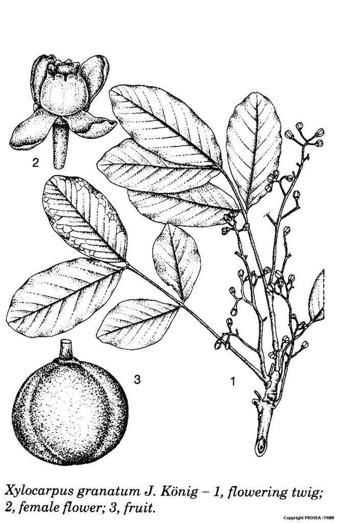 Xylocarpus_granatum