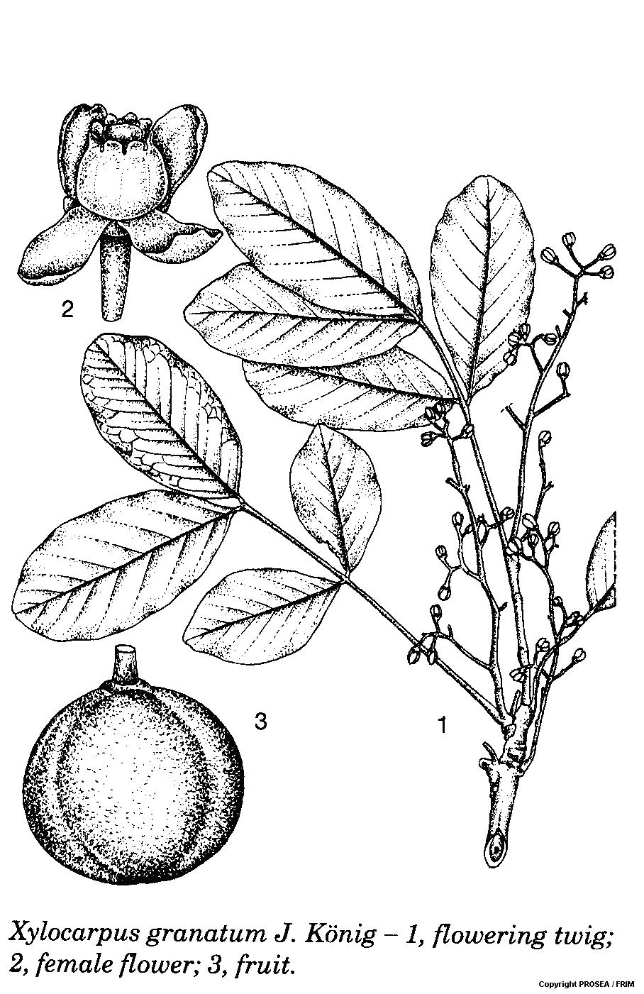 Xylocarpus_granatum