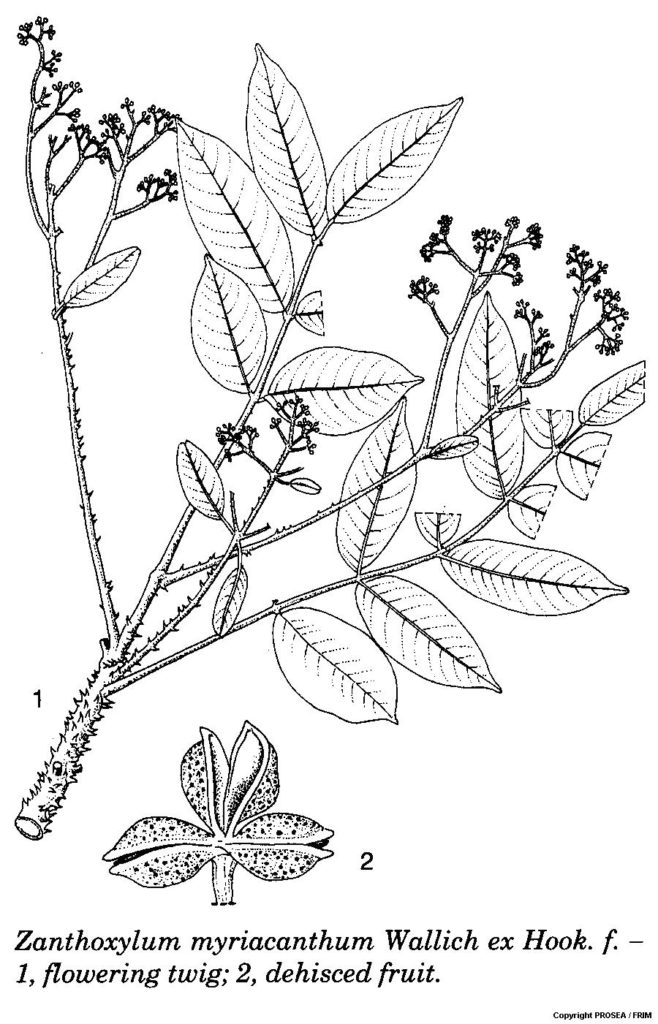 Zanthoxylum_myriacanthum