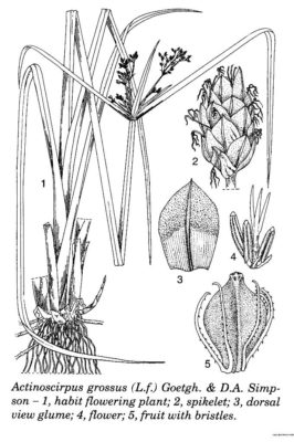 Actinoscirpus grossus (L.f.) Goetgh. & D.A. Simpson - GlobinMed