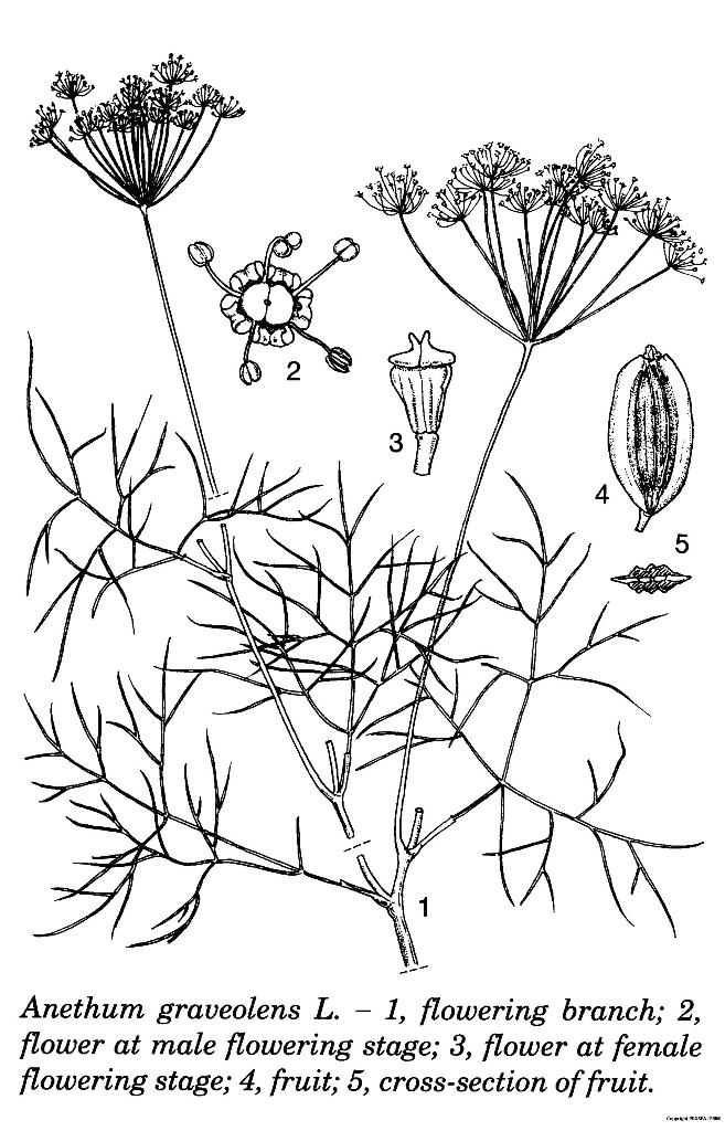 Anethum_graveolens_2