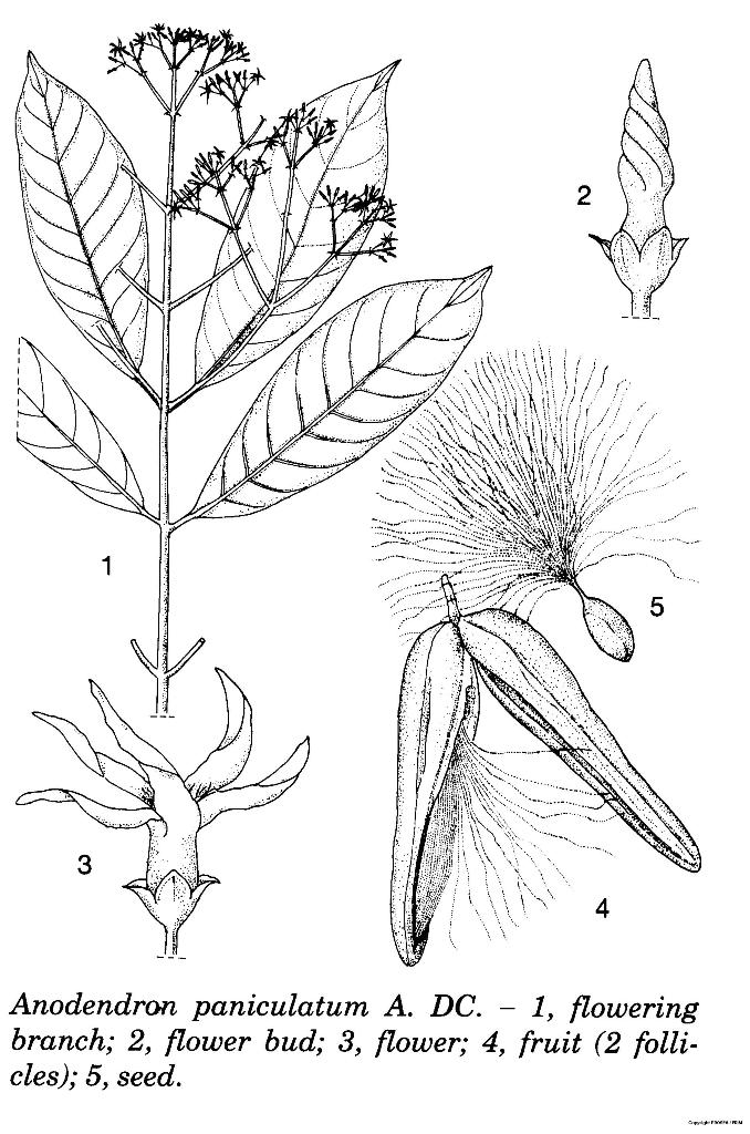 Anodendron_paniculatum